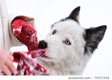 stylish portrait of a dog with blue eyes of the Yakut Laika breed stylish portrait of a dog with blue eyes of the Yakut Laika breed 74557438