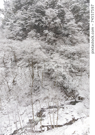 一月山梨縣Tabayama村Taba山谷的雪景 一月山梨縣Tabayama村Taba山谷的雪景 74557597