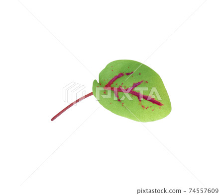 red sorrel leaves isolated on white background red sorrel leaves isolated on white background 74557609