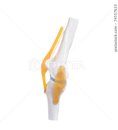 Knee joint model on white background, isolate. Knee ligamentous apparatus diseases treatment concept, close-up Knee joint model on white background, isolate. Knee ligamentous apparatus diseases treatment concept, close-up 74557633