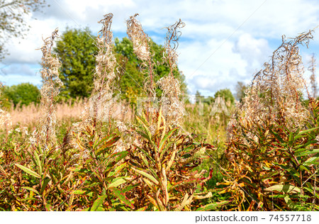 Purple Alpine fireweed. Fireweed faded after flowering 74557718