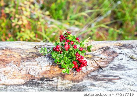Ripe lingonberry berries grow in the forest Ripe lingonberry berries grow in the forest 74557719