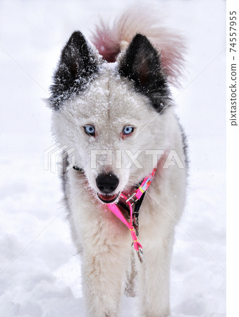 a magnificent dog with blue eyes of the Yakut Laika breed stands in the snow  74557955