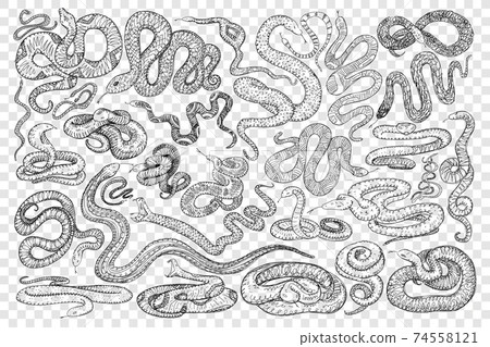 Various dangerous snakes doodle set Various dangerous snakes doodle set 74558121