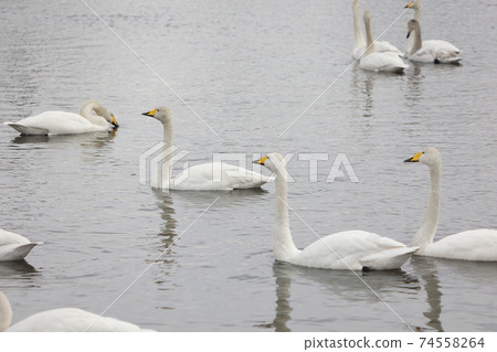 Swan in Ikehana Pond, Ibaraki Prefecture Swan in Ikehana Pond, Ibaraki Prefecture 74558264