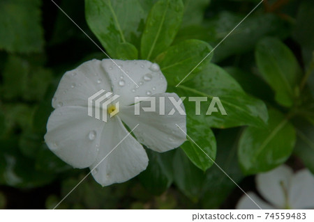 長春花 74559483