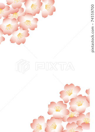 Cherry blossoms in full bloom-Japanese pink frame-Vertical Cherry blossoms in full bloom-Japanese pink frame-Vertical 74559700
