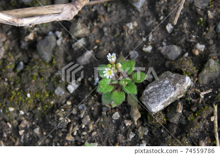 Spring draba Spring draba 74559786