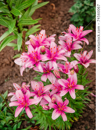 Lilies bloom in the garden, floriculture as a hobby in the summer garden. Concept of gardening, floriculture and landscape design. 74560067