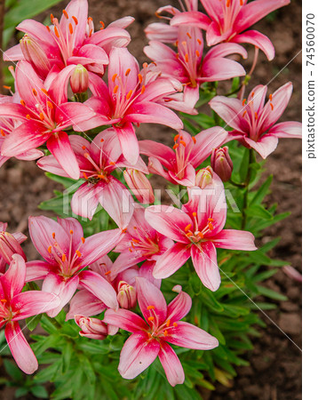 Lilies bloom in the garden, floriculture as a hobby in the summer garden. Concept of gardening, floriculture and landscape design. 74560070