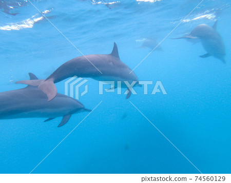 Flock of dolphins playing in the blue water near Mafushi island, Maldives Flock of dolphins playing in the blue water near Mafushi island, Maldives 74560129