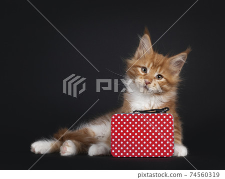 Red Maine Coon cat kitten on black 74560319