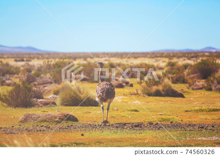Ostrich in Patagonia Ostrich in Patagonia 74560326