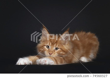 Red Maine Coon cat kitten on black Red Maine Coon cat kitten on black 74560327