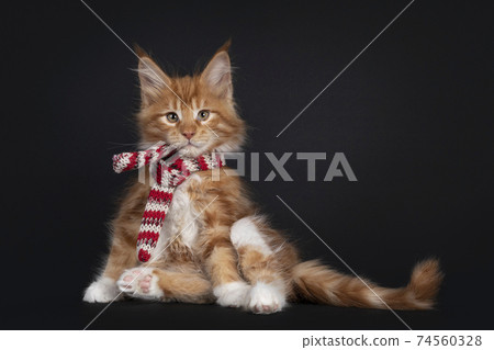 Red Maine Coon cat kitten on black Red Maine Coon cat kitten on black 74560328