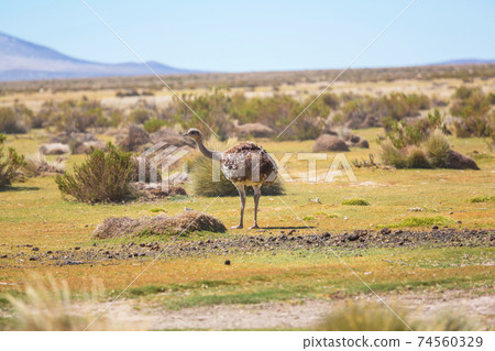 Ostrich in Patagonia Ostrich in Patagonia 74560329