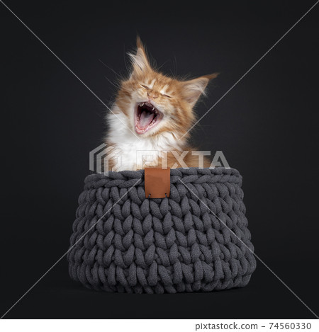 Red Maine Coon cat kitten on black Red Maine Coon cat kitten on black 74560330