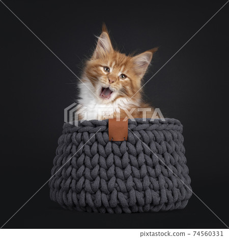 Red Maine Coon cat kitten on black Red Maine Coon cat kitten on black 74560331