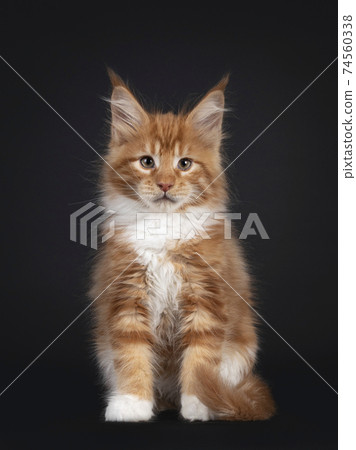 Red Maine Coon cat kitten on black 74560338
