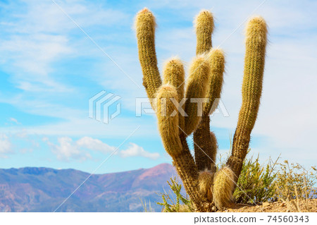 Cactus in Bolivia 74560343