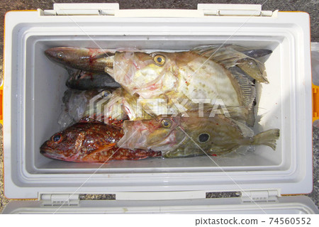 A cooler box for big catches: Delicious John Dory, Scorpion fish, Wanieso lizard that can be caught in Ehime 74560552