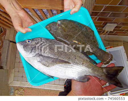 Setouchi fresh fish delivery service Kuroda and Marbled flounder Setouchi fresh fish delivery service Kuroda and Marbled flounder 74560553