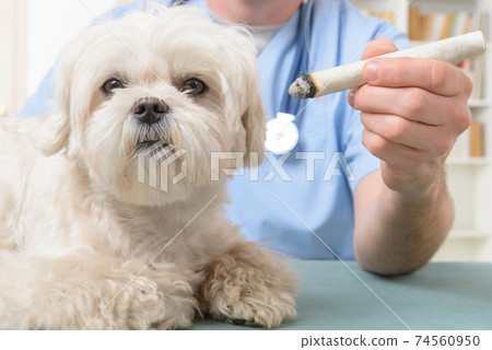 Vet doing moxa treatment Vet doing moxa treatment 74560950
