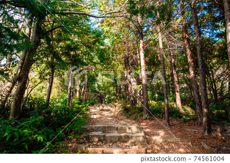 陽光明媚的山間小路<大山德島縣> 74561004