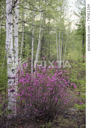 Flowering bush of Daurian Rhododendron. Floral background. Yakut sakura in the forest in Yakutia. Daurian Rhododendron in a forest in Yakutia Flowering bush of Daurian Rhododendron. Floral background. Yakut sakura in the forest in Yakutia. Daurian Rhododendron in a forest in Yakutia 74561104