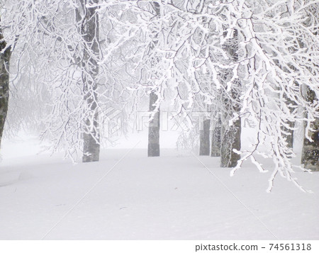 [Hida City, Gifu Prefecture] Yuki, fog and forest 74561318