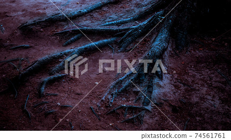 Horror dark background. Halloween The terrible gloomy surrealistic bloody roots of a tree in a mystical night ghostly fantastic forest with black shadows creeping along the purple ground in the Horror dark background. Halloween The terrible gloomy surrealistic bloody roots of a tree in a mystical night ghostly fantastic forest with black shadows creeping along the purple ground in the 74561761