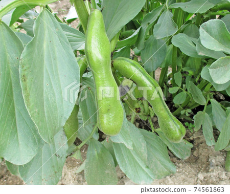 收穫前的蠶豆莢 收穫前的蠶豆莢 74561863