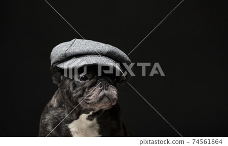 image of dog cap dark background image of dog cap dark background 74561864