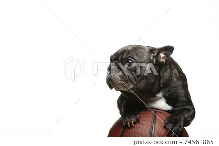 image of dog basketball white background image of dog basketball white background 74561865