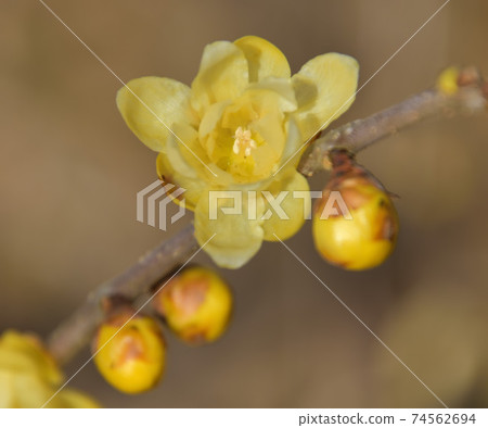 Lobai flower Lobai flower 74562694