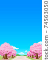 Vertical background material with the image of a row of cherry blossom trees in spring 74563050