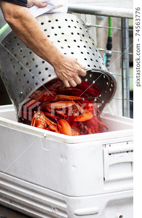 Pouring freshly steamed lobsters into a whte tub 74563776