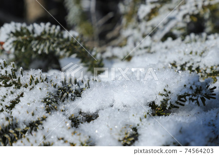 Snowflakes on tree branches 74564203