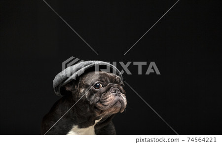 image of dog cap dark background image of dog cap dark background 74564221