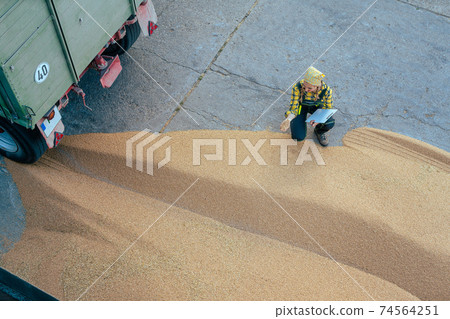 Grain being brought by tractor to the storage or granary 74564251