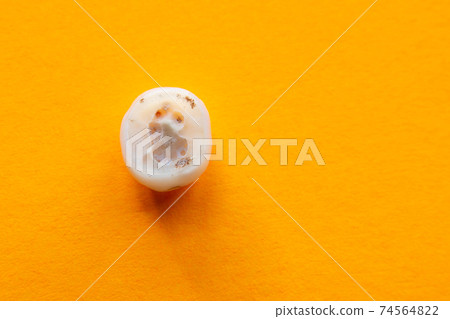 Human tooth root affected by caries, close-up on yellow background Human tooth root affected by caries, close-up on yellow background 74564822