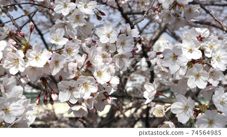 Cherry blossom leaves embroidered on trees Cherry blossom leaves embroidered on trees 74564985