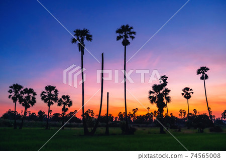 Sugar palm and paddy rice field at dusk 74565008