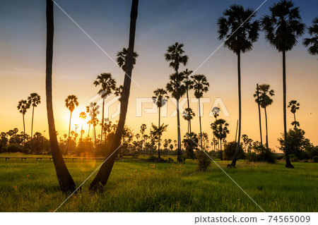sugar palm trees to paddy rice field at sunset sugar palm trees to paddy rice field at sunset 74565009