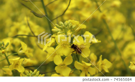 賣給油菜蜂蜜的蜜蜂 74565084