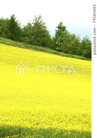 盛開的油菜田富良野美瑛富良野美瑛 74565093