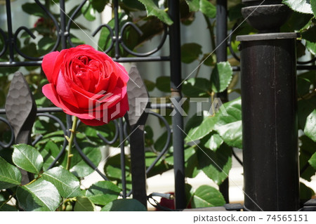 rose	 74565151