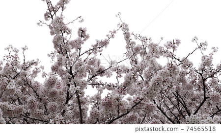 樹和櫻花和春天的天空 74565518
