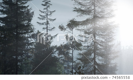 misty nordic forest in early morning with fog 74565558