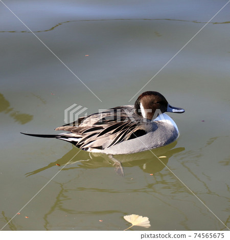 Duck swimming in the pond 74565675